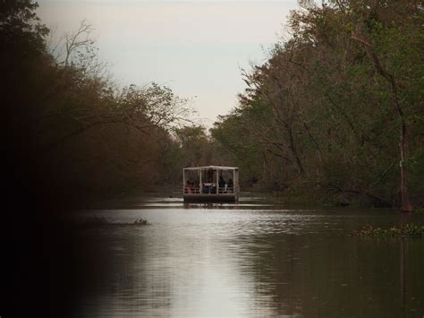 I Heart My Pen: Photography (and other animals): Haunted Swamp, Louisiana