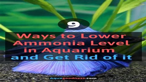 How To Get Rid Of Ammonia In Aquarium Water A Comprehensive Guide