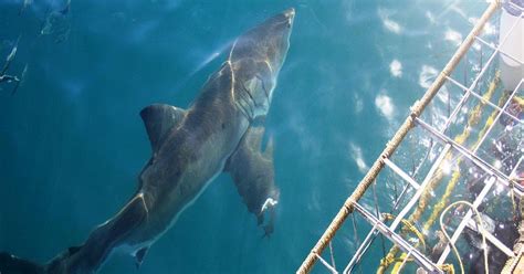 The Great White Shark Project 2023 Sightings The Great Projects