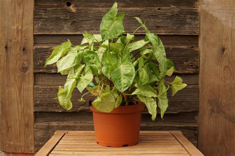 Arrowhead Plant • Kiwi Nurseries Ltd