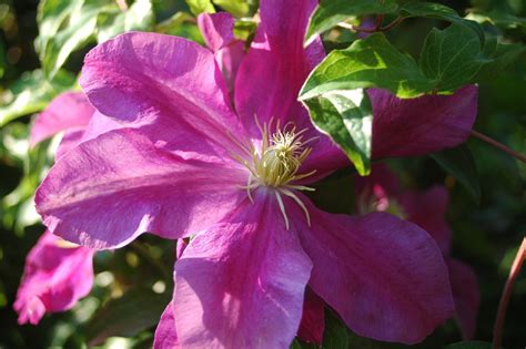 Sunset Clematis Sunset Online Kaufen