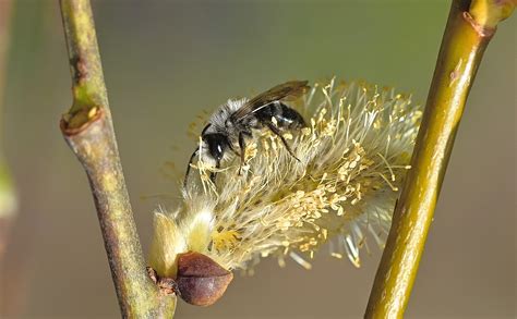 Bee Willow Catkin Flower Free Photo On Pixabay Pixabay