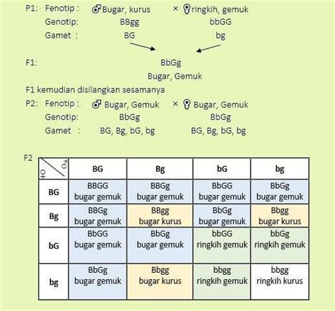 Perbandingan Genotipe Apa Yang Perlu Anda Ketahui Versus Beda