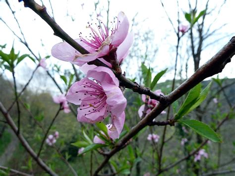 Prunus Davidiana Carrière Franch 1884 Rosaceae Flickr