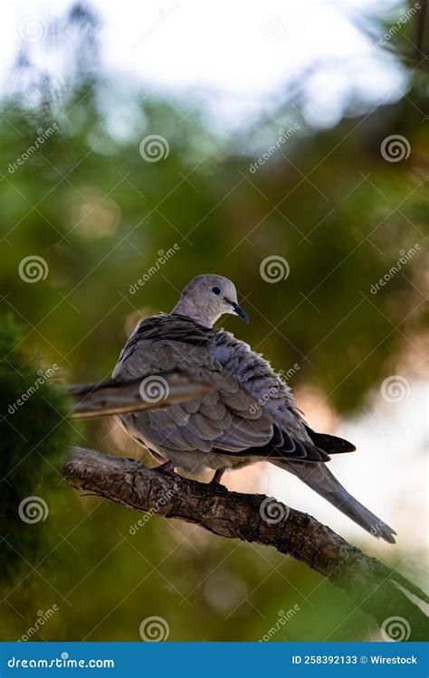 Vertical Closeup Shot Of A Common Pigeon Perched On Branch In Park On