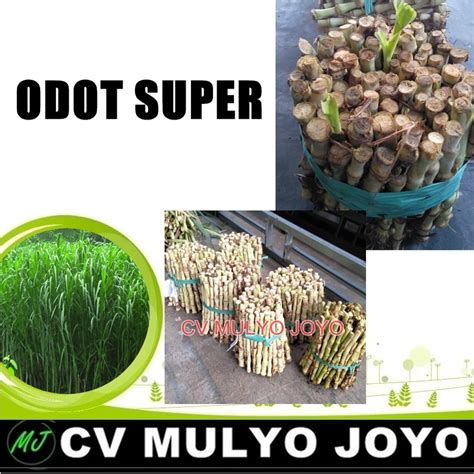 Jual Benih Bibit Odot Super Pakan Ternak Batang Shopee Indonesia