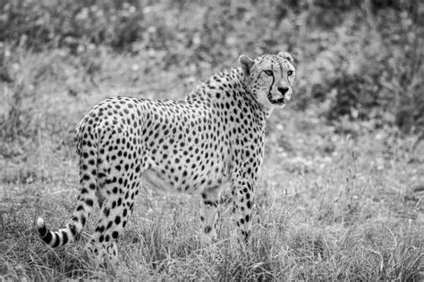 30+ Cheetah Running Black And White Stock Photos, Pictures & Royalty ...