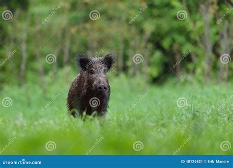 Wild Boar Stock Image Image Of Mammal Welcome European 48126831