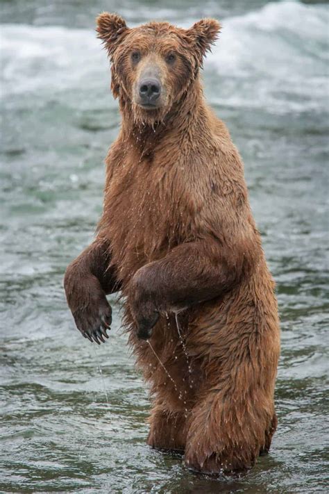 Bears In Katmai National Park