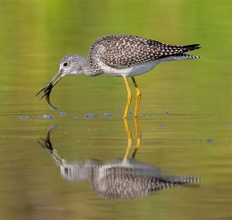 Photo Of The Month September — Eastside Audubon Society