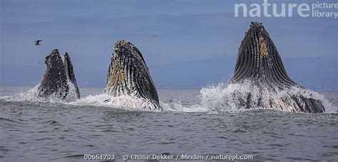 Stock Photo Of Humpback Whale Megaptera Novaeangliae Pod Gulp Feeding