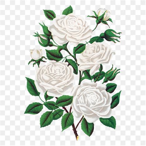 White Rose Clip Art Png