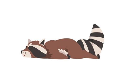 Cute Sleeping Raccoon