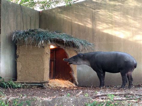 バク小屋登場！！～アグアの反応編～こぼれ話｜ブログ金沢動物園公式サイト｜公益財団法人 横浜市緑の協会