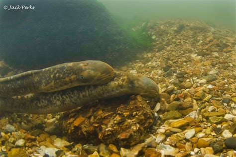 Jack Perks Photography Sea Lamprey Of The Chalk Streams