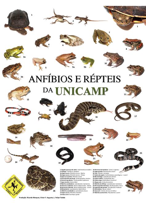 Conhe A Os Anf Bios E R Pteis Da Unicamp Instituto De Biologia