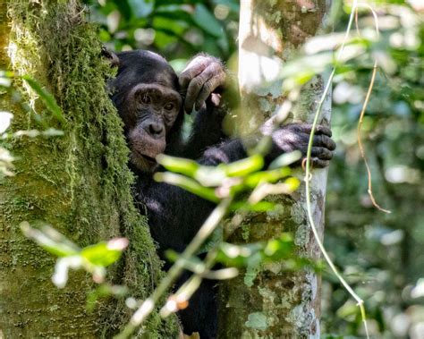 Nyungwe Forest National Park Information Facts Tourism