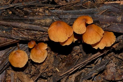 Mushrooms Fungus Lichens Moss And Molds VHH Twenty Five Flickr