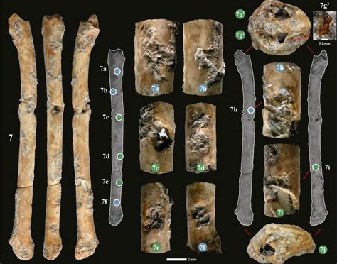 Team discovers 12,000-year-old flutes made from bird bones