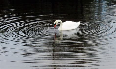 Mute Swan Cygnus Olor Anne Burgess Cc By Sa 2 0 Geograph Britain