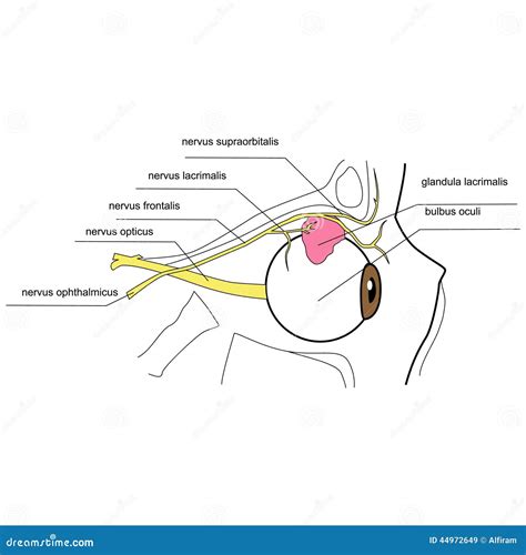 Inervação Da Glândula Lacrimal Vista Lateral Ilustração Do Vetor