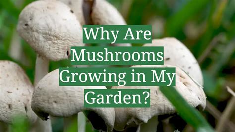 Why Are Mushrooms Growing In My Garden Gardenprofy