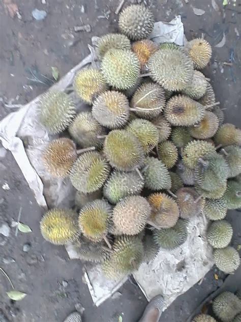 Tahapan Membudidayakan Durian Hobi Aneka Usaha