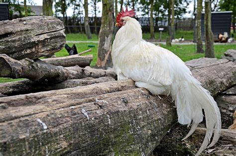 Chicken Farm Free Stock Photo - Public Domain Pictures