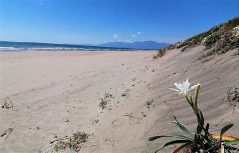 Wwf Campania Le Dune Spianate Della Riserva Naturale Di Castel