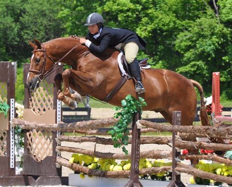 Hunter Derby | Hunter jumper horses, Hunter horse, Eventing horses