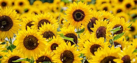 Girasoles Significado Y Cuidados Girasoles Flores