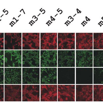 Virus Binding Assessed By Indirect Immuno Fl Uorescence Microscopy Of