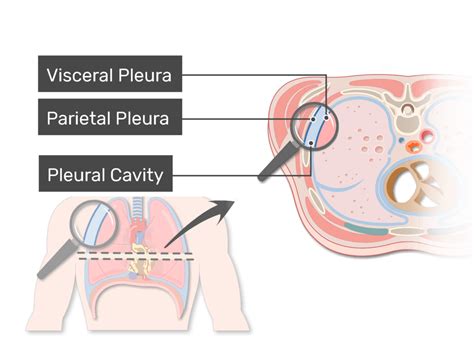 Pleural Cavity And Pleura: Anatomy And Types Of Pleura, 40% OFF