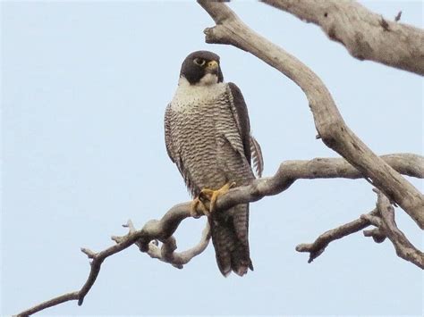 Tudo Sobre O Falc O Peregrino A Ave Mais R Pida Do Mundo