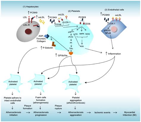 Life Free Full Text Pcsk9 Promotes Cardiovascular Diseases Recent