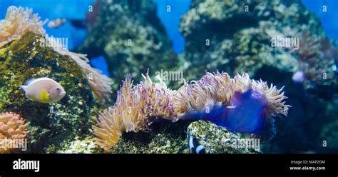 coral in deep blue sea Stock Photo - Alamy