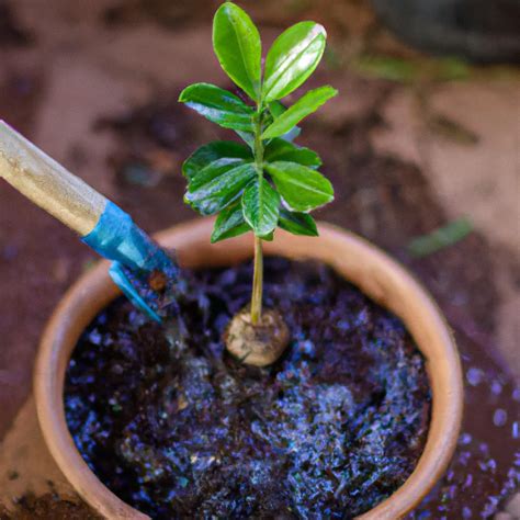 Descubra Os Segredos Para Plantar Seriguela Sucesso