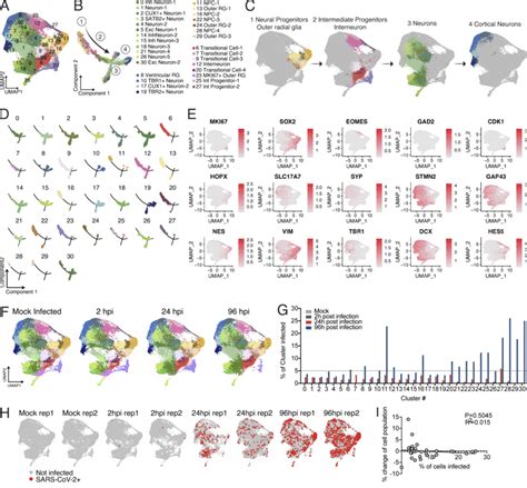 Single Cell Rna Seq Of Sars Cov 2 Infected Organoids A Umap Download Scientific Diagram