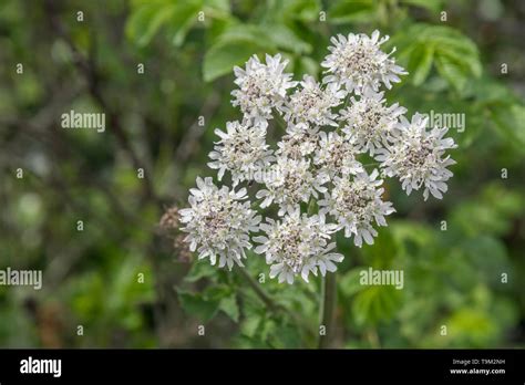 Hogweed Cow Parsnip Macro Photo Of Flowering Head Of The Common