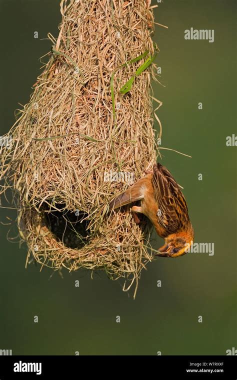 Baya Weaver Ploceus Philippinus Subadult Bird Practising Building