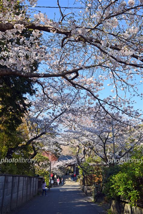 鎌倉 浄妙寺 参道 桜 写真素材 5971899 フォトライブラリー Photolibrary