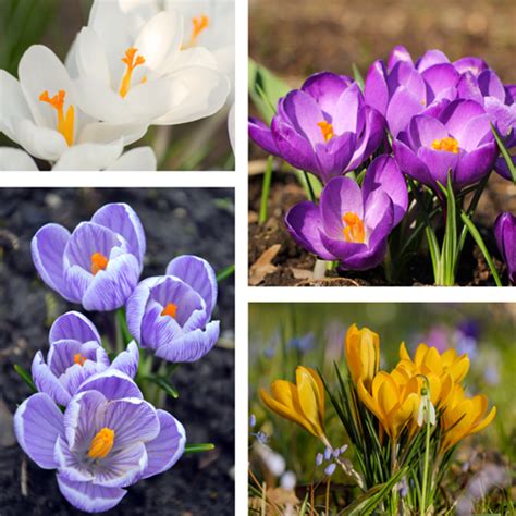 Krokus Botanisch Mischung kaufen Schnelle Lieferung und günstige