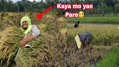 Tumulong Ako Sa Pag Aani Ng Palay Ang Saya Pero Mahirap Youtube