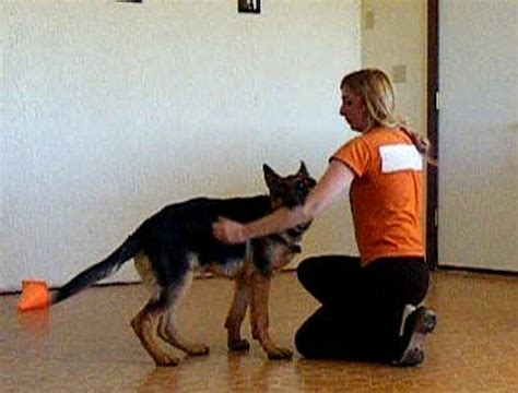 16 Ways to Stop a German Shepherd Puppy From Biting - PetHelpful