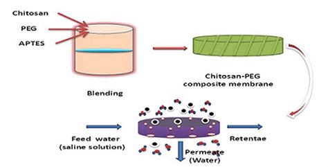 Ijms Free Full Text Effect Of Varying Amount Of Polyethylene Glycol Peg 600 And 3