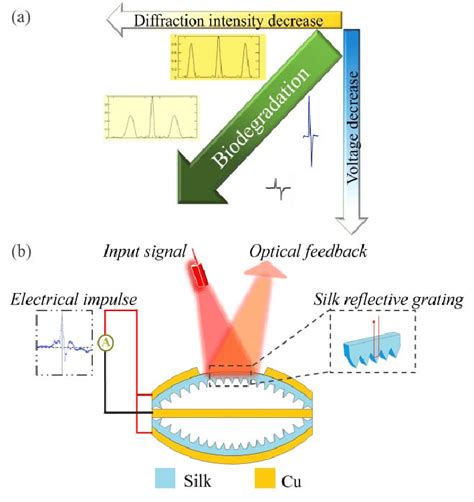 (a) Diagram of the operating principle: during biodegradation process ...