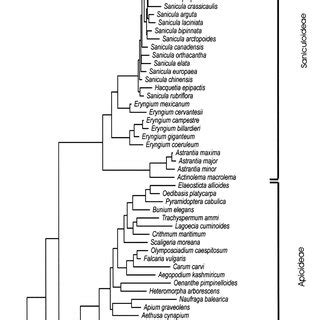 Maximum Likelihood Tree Constructed From 63 Aligned ITS1 And ITS2