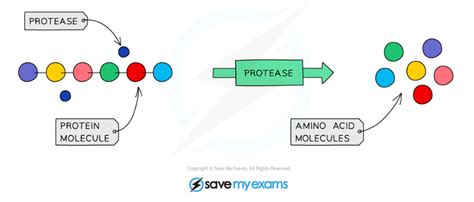 Cie Igcse Biology 复习笔记：718 Enzymes In Digestion