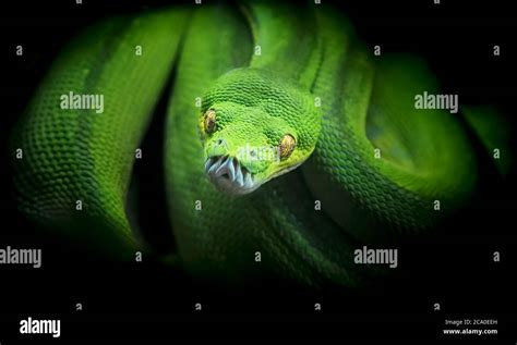 Beautiful green snake watching its prey python Stock Photo - Alamy