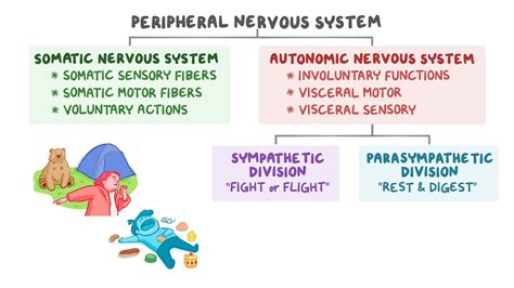 Video Introduction To The Somatic And Autonomic Nervous Systems